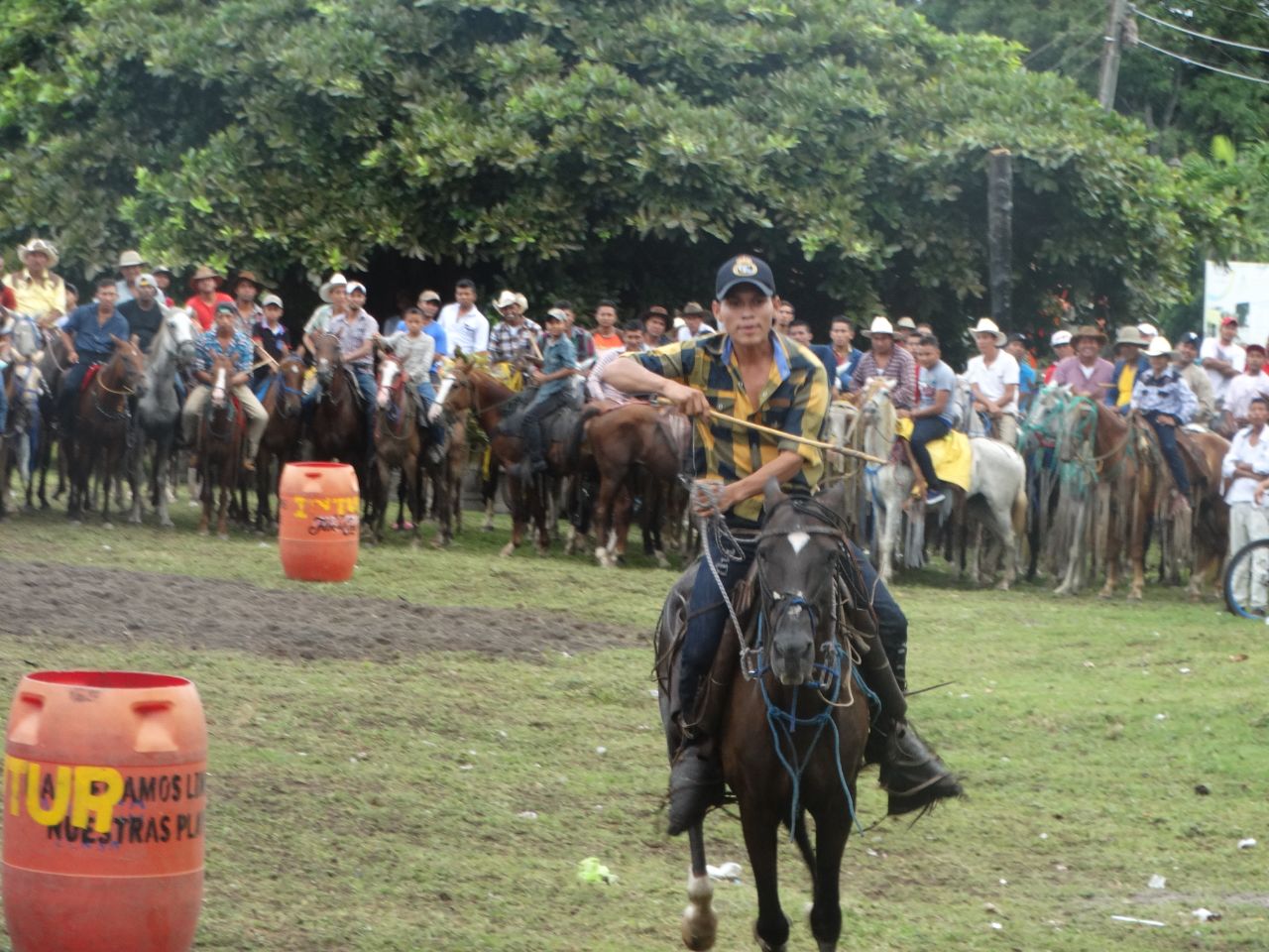 caballos